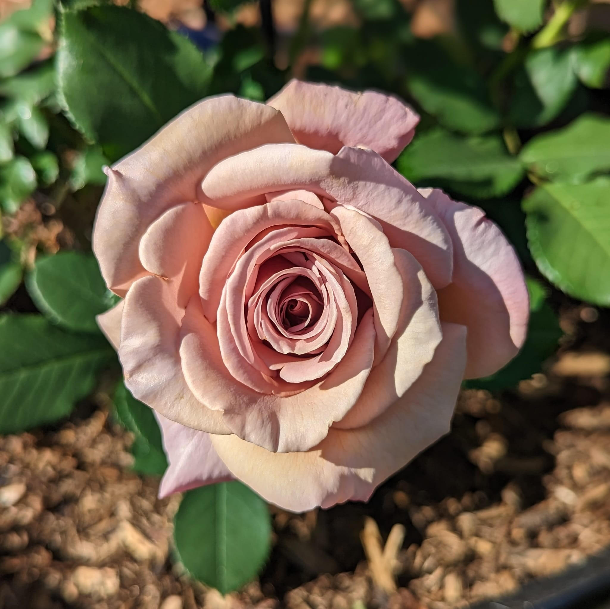 Koko Loko Rose at the Cottage